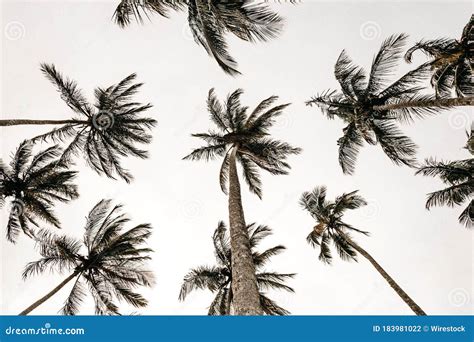 Cool Low Angle Shot Of Tropical Tall Palms During Daytime Stock Photo