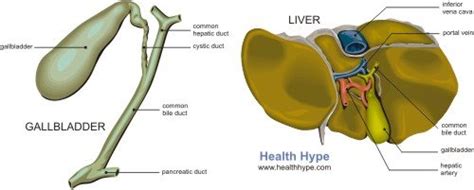 Bile Duct Anatomy Parts And Pictures Of Liver Gallbladder Drainage