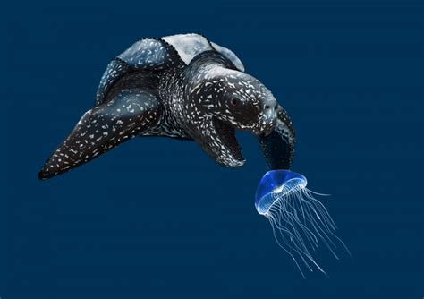 jalak penyu