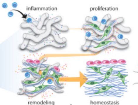 Tissue Regeneration Creative Diagnostics