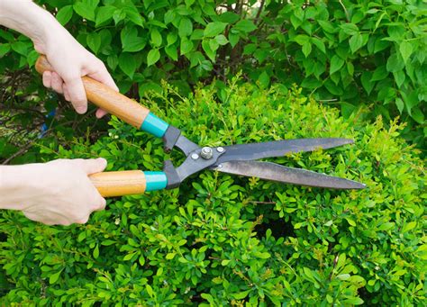3 Uses For Hedge Shears In Your Garden George Stone Gardens