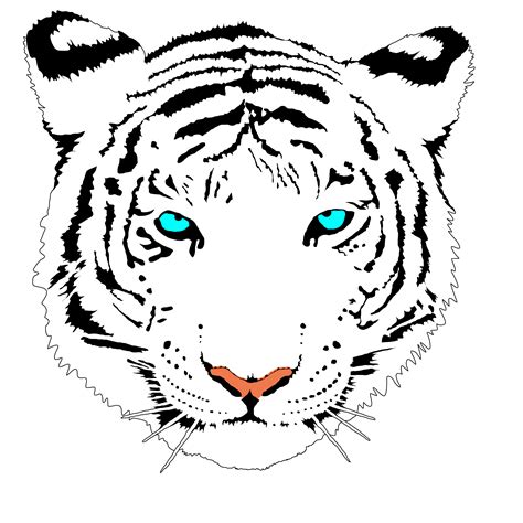Easy To Draw White Tigers Clipart Best