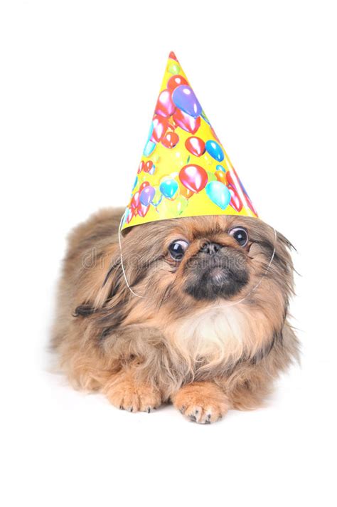 Cute Dog With Birthday Hat Isolated On White Stock Photo