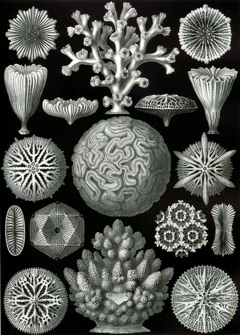Ernst Haeckel Or The Worlds Most Beautiful Beings Aleph