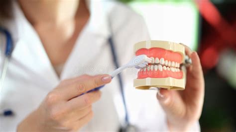 Dentist Brushes Teeth Of Artificial Model Of Human Jaws Stock Image