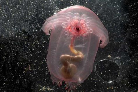 24 Utterly Bizarre Sea Creatures Nature Babamail