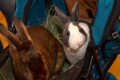San Diego House Rabbit Society Brought Two Rabbits For Show And Tell Learned That Rabbits