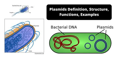 Plasmids Definition Structure Functions Examples