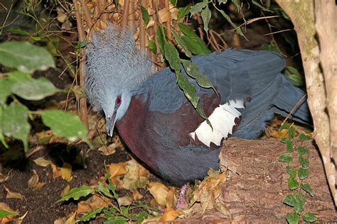 Sclaters Crowned Pigeons Meet Them At Zoo Leipzig