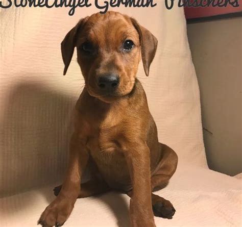 German Pinscher Puppy For Sale Adoption Rescue For Sale In North