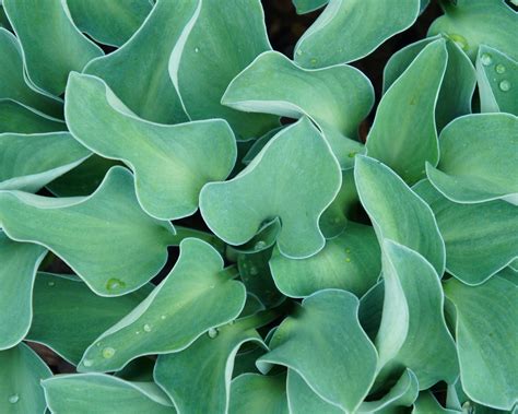 Hosta Blue Mouse Ears Bare Roots — Buy Blue Plantain Lilies Online At