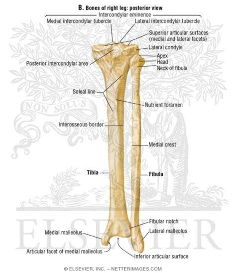 Front Leg Bone Anatomy