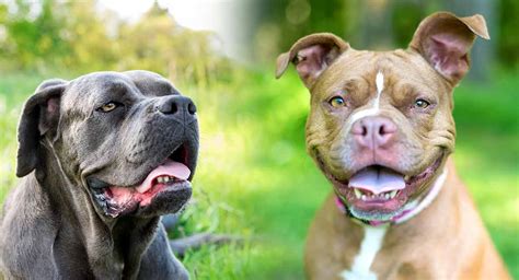 Pitbull mischling trockenfutter sowie pitbull mischling nassfutter abgegeben. Cane Corso Pitbull Mix - What Do You Need To Know About ...