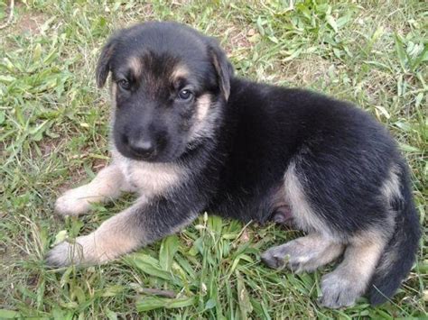Daisy gets the award for the cutest puppy!!!!! Adorable German Shepherd Puppies for Sale in Belle Mead ...