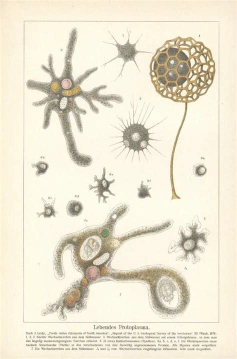 Vintage Scientific Illustrations Print Book Lithograph Print Human