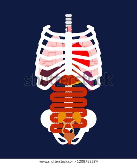 For more anatomy content please follow us and visit our website: Rib Cage Internal Organs Human Anatomy Stock Vector ...