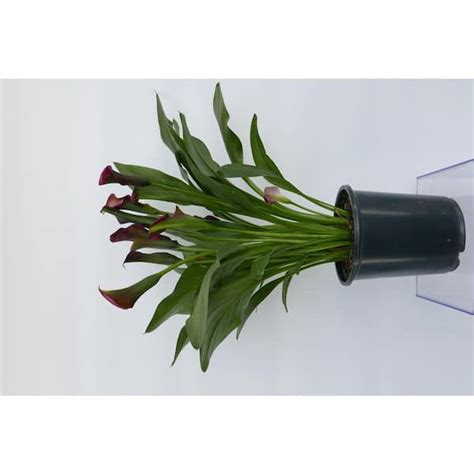 2 5 Qt Red Calla Lily Perennial 2 Pack 1241 The Home Depot
