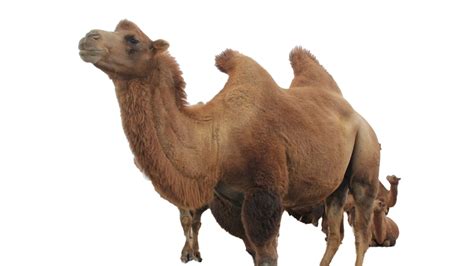 Camel Png Free File Download Png Play