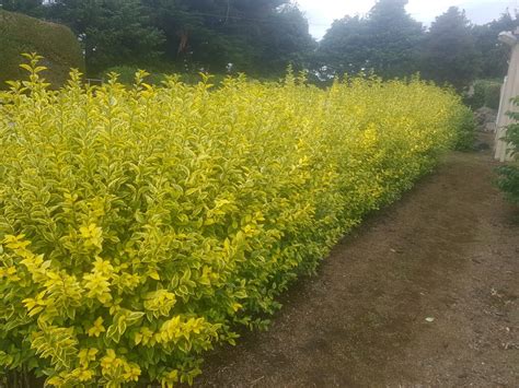 Maybe you would like to learn more about one of these? Golden Privet Hedging, Privet Hedge For Sale | Hedging.ie