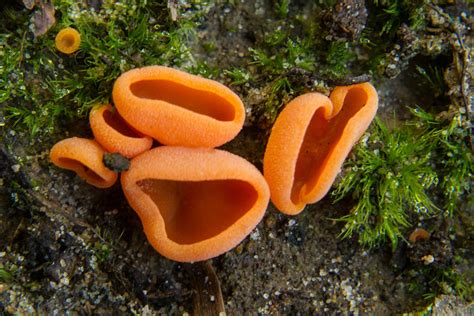 Orange Ascomycete Cup Fungus Photograph By Douglas Barnett Pixels