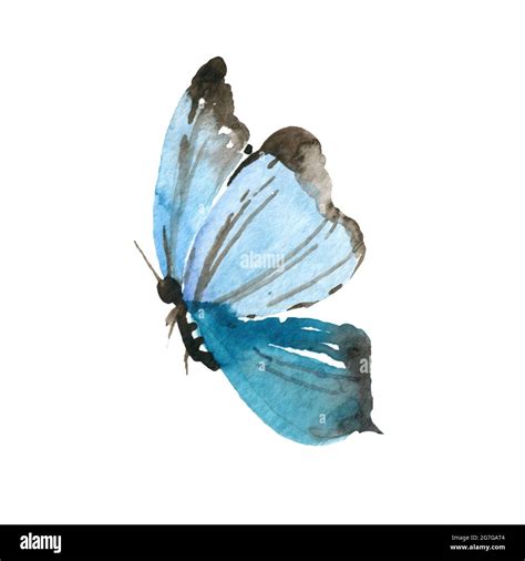 Watercolor Butterfly Isolated On White Background Hand Painted