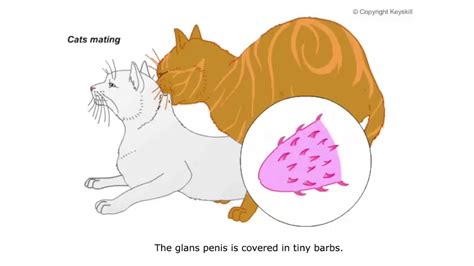 How Do Cats Mate Diagram