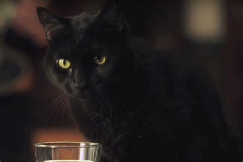 Heres Your First Look At Salem The Cat From Netflixs ‘sabrina Reboot