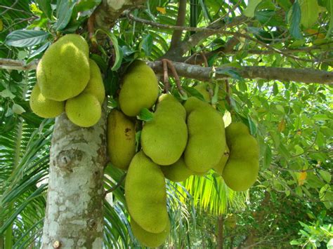 Jackfruit To Be Declared As Official State Fruit Of Kerala Tourism