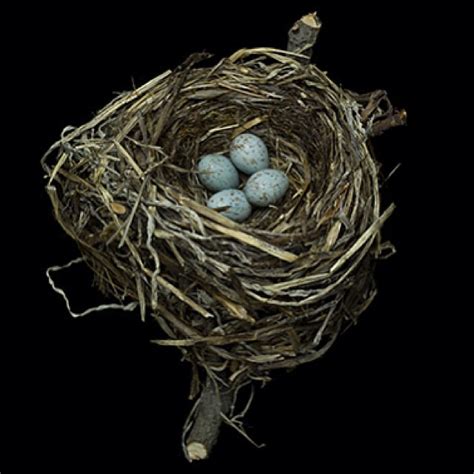 Bird Nest © Sharon Beals Rocky Bullwinkle Flickr