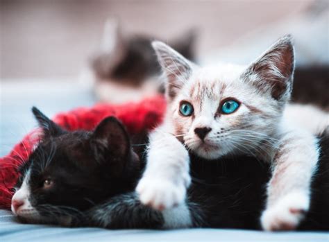 It is a day to raise awareness for cats and learn about ways to help and protect them. Cats and CBD: An International Cat Day report