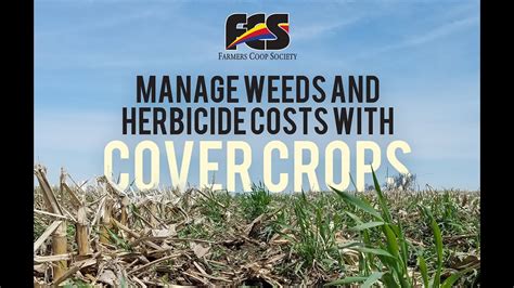 Benefits Of Cover Crops Youtube