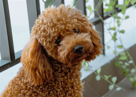 How To Stop Your Poodle Barking Complete Guide To Training Your Poodle