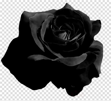 Black Roses Png Png Image Collection