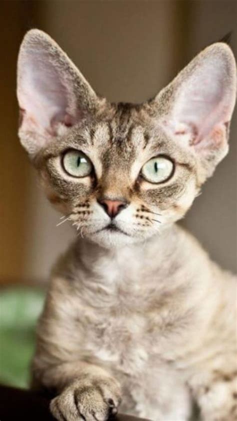 Cat Breeds With Big Ears An Immersive Guide By Petsnurturing