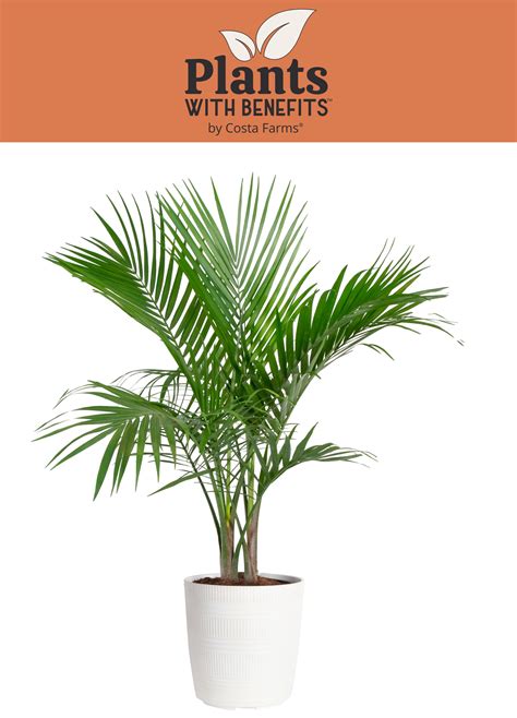 Costa Farms Plants With Benefits Live Indoor 30in Tall Green Majesty Palm Tree Bright
