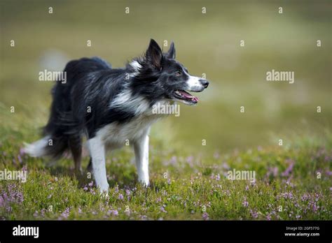 Border Collie Standing In Meadow Stock Photo Alamy