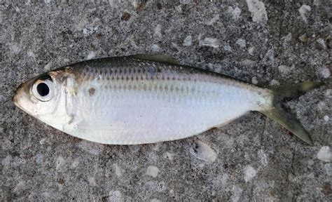 Florida Saltwater Fish Id Help Needed Identification Assistance