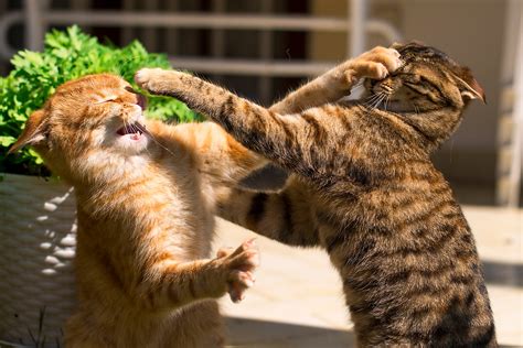 How To Stop Your Cats From Fighting Rufus And Coco Australia