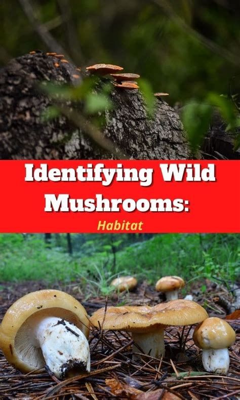 Wild Mushroom Identification And Habitat Trees Soil Environment