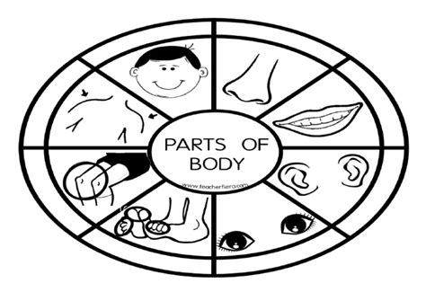 Parts Of Body Wheel Worksheet Pdf