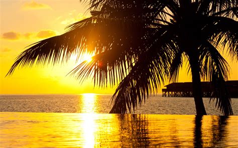 Sea Sunset Palm Ocean Summer Wallpapers Hd Desktop And Mobile