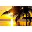 Sea Sunset Palm Ocean Summer Wallpapers HD / Desktop And Mobile 