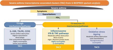 Characteristics Phenotypes Mechanisms And Management Of Severe Asthma
