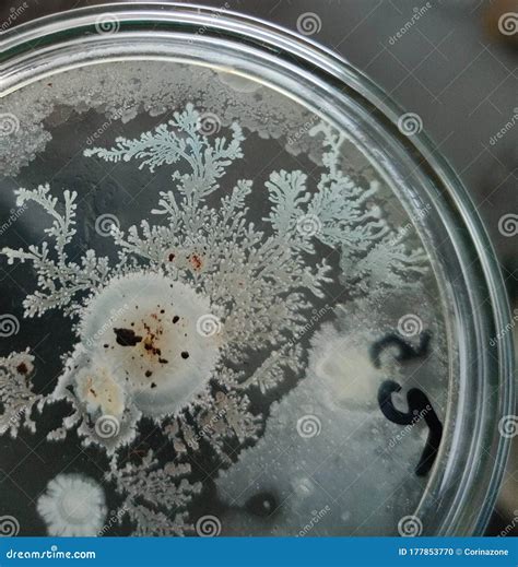 Colonias Bacillus Subtilis En Medio Agar Saboraud Dextrose Foto De