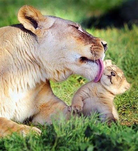 Baby Lions With Their Mothers Cute Animals Animals Baby Animals