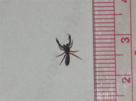 Scorpion Spider Metacyrba Punctata Bugguidenet