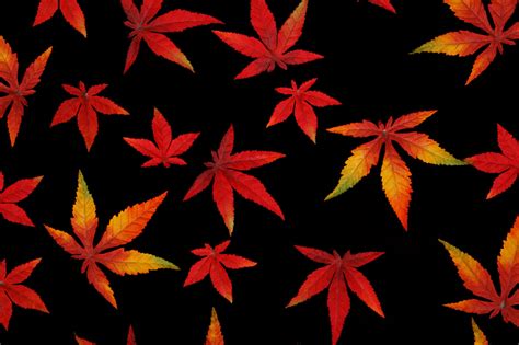 Autumn Leaves On Black Free Stock Photo Public Domain Pictures
