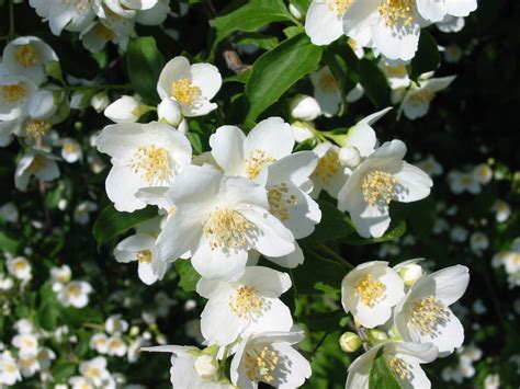 Nama saya bunga jasmine (6th) kali ini saya membawakan lagu baban bibin bubun dari @rubaiyatcentre ini adalah salah satu metode untuk belajar harakat an, in. Gambar Bunga Melati Putih Tercantik