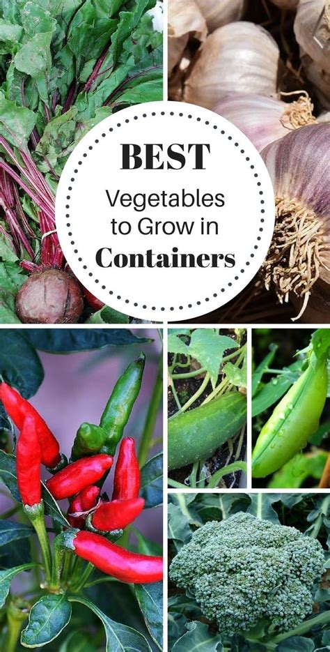These 16 Vegetables Are Super Easy To Grow In Containers Youll Need