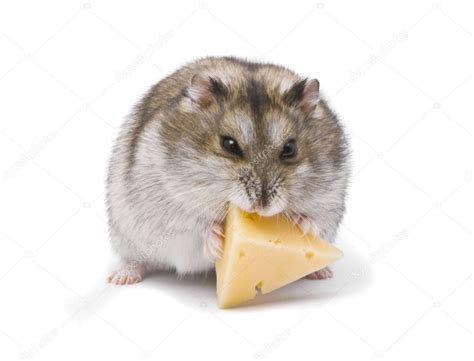 Little Dwarf Hamster Eating Cheese — Stock Photo © Hintaualiaksey 3289084